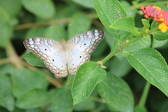 Anartia jatrophae