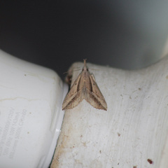 Ophiuche fufialis