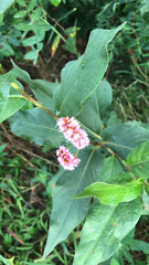 Persicaria amphibia