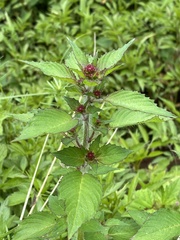 Lopezia racemosa