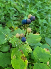 Caulophyllum thalictroides