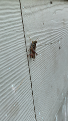 Melanoplus sanguinipes