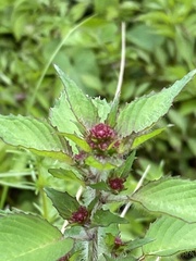 Lopezia racemosa