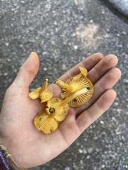 Cantharellus