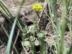 Eriogonum umbellatum