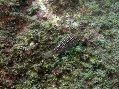Canthigaster punctatissima