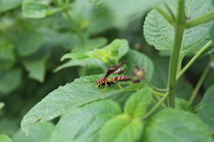 Polistes instabilis
