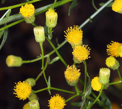 Erigeron inornatus