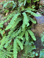 Adiantum aleuticum