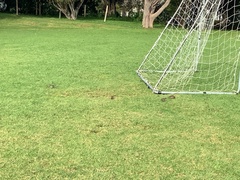 Passer domesticus domesticus