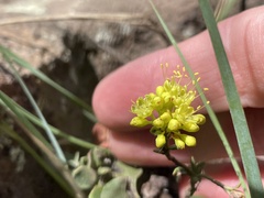 Eriogonum umbellatum