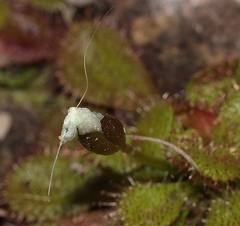 Drosera aberrans