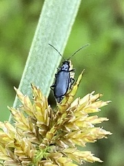 Diabrotica cristata