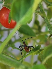Leptoglossus zonatus