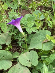 Ipomoea orizabensis orizabensis