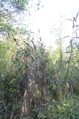 Phragmites australis americanus