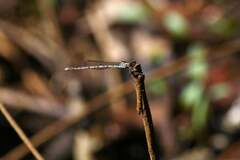 Indolestes peregrinus