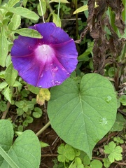 Ipomoea orizabensis orizabensis
