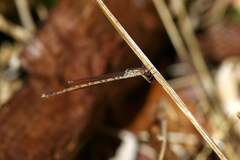 Indolestes peregrinus