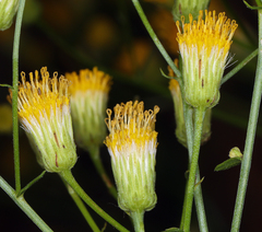 Erigeron inornatus