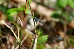 Aciagrion migratum