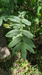 Sorbus americana