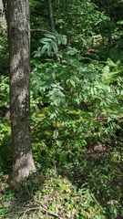 Sorbus americana