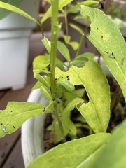 Trichoplusia ni