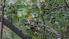 Protonotaria citrea