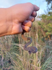 Storeria storerioides