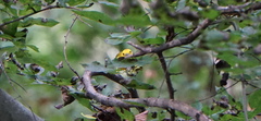 Protonotaria citrea
