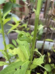 Trichoplusia ni