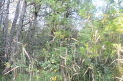 Phragmites australis americanus