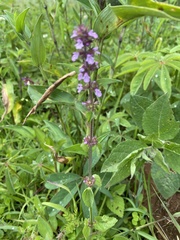Stachys agraria