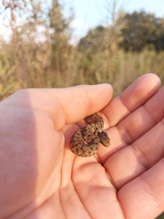 Storeria storerioides