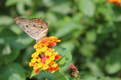 Anartia jatrophae