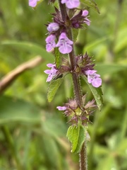 Stachys agraria