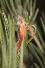 Adenanthos oreophilus