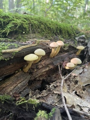 Gymnopilus
