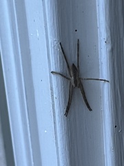 Pisaurina mira