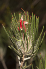 Adenanthos oreophilus