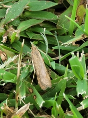 Nomophila nearctica
