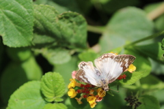 Heliopetes laviana