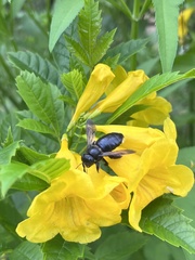 Xylocopa micans