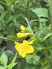 Xylocopa micans