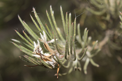 Adenanthos oreophilus