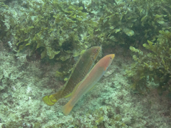 Halichoeres chierchiae