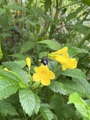 Xylocopa micans