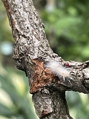 Halysidota