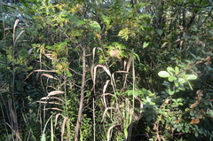 Phragmites australis americanus